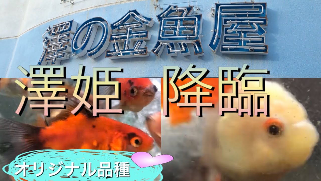 澤の金魚屋【浜松市の金魚屋】