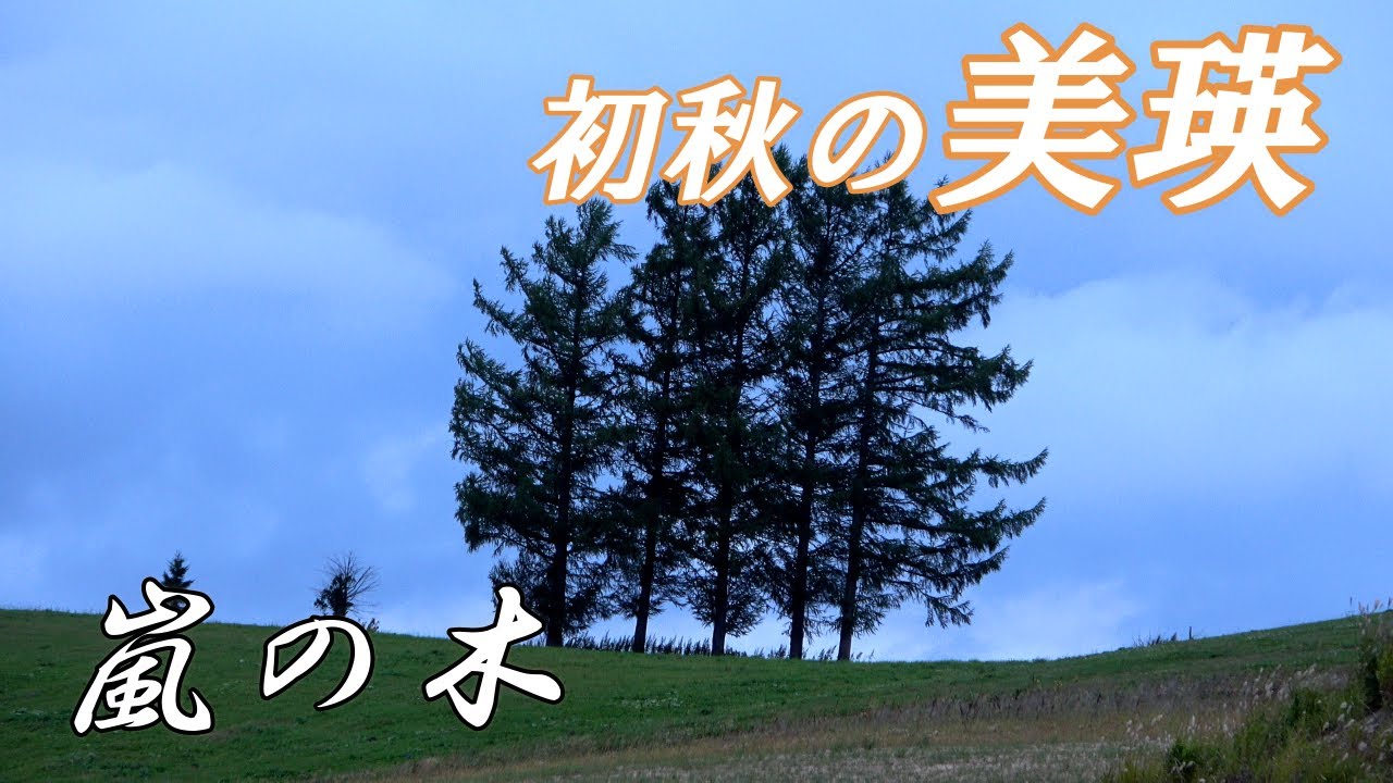 初秋の美瑛～パッチワークの路と有名な木々【北海道　美瑛】４K