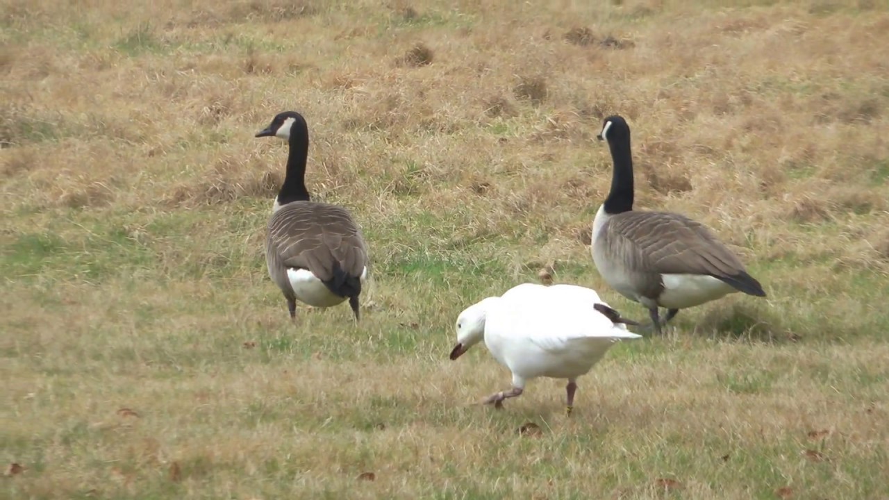 Kanadag&auml;nse+eine Feldgans+weisser Schwan!