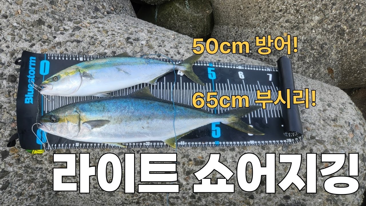 방파제에서 6짜 부시리가 나옵니다. 동해 라이트 쇼어지깅!!