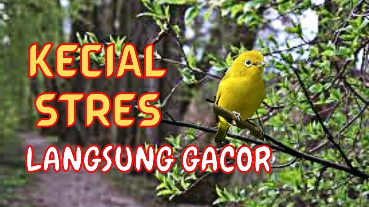KECIAL STRES LANGSUNG GACOR | KECIAL KUNING MEMANGGIL LAWAN LANGSUNG IKUT GACOR