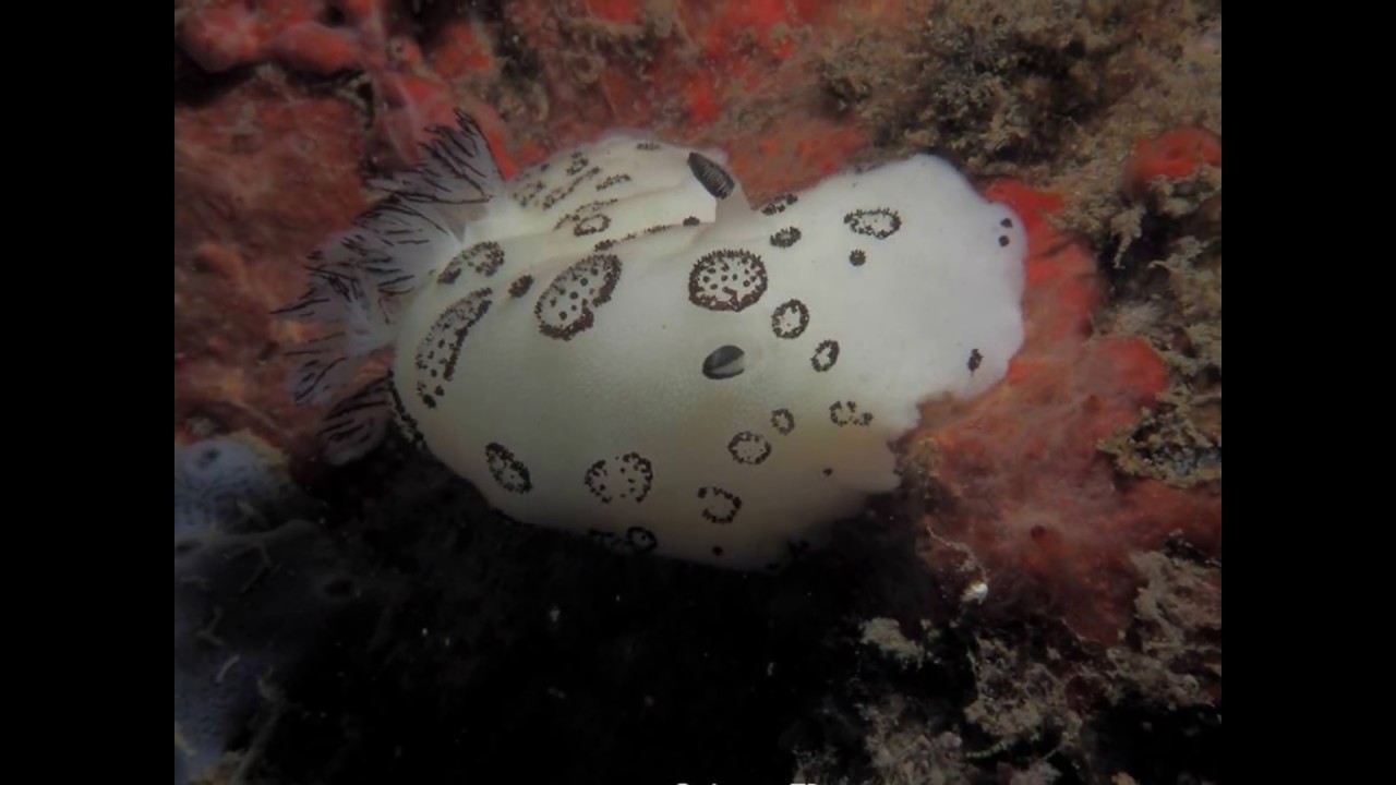 Diving in Samaesan Island, Thailand