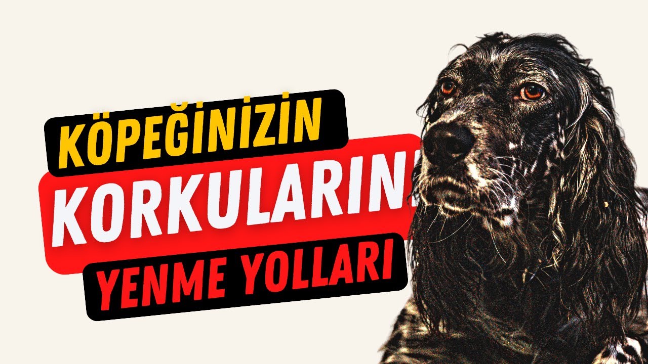 Köpeğinizin Korkularını Yenme Yolları - Travmalı Köpek ile Objelere Karşı Çalışma - Köpek Eğitimi