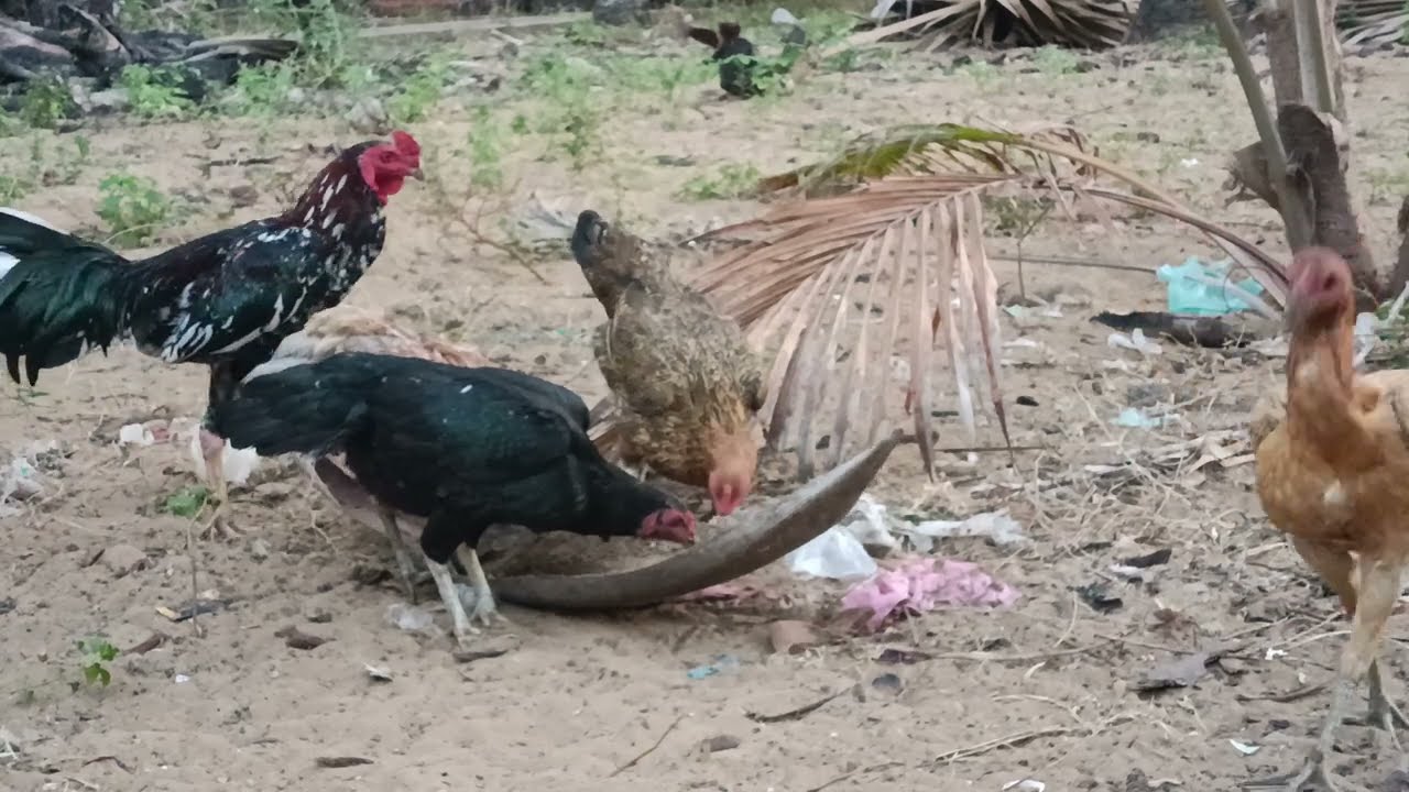 wild chicken farm feed them in the afternoon (15/08)