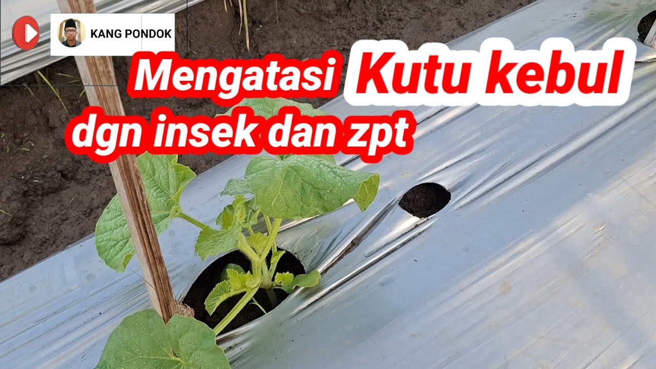 Mengatasi kutu kebul pada melon