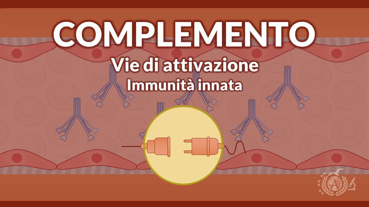Immunità innata - Attivazione del sistema del complemento - IMMUNOLOGIA