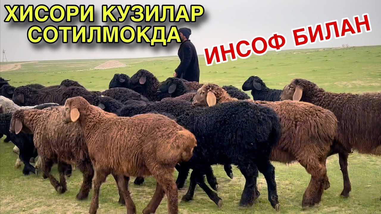 Кузилар Келди! ☎️+998 99 238 0311