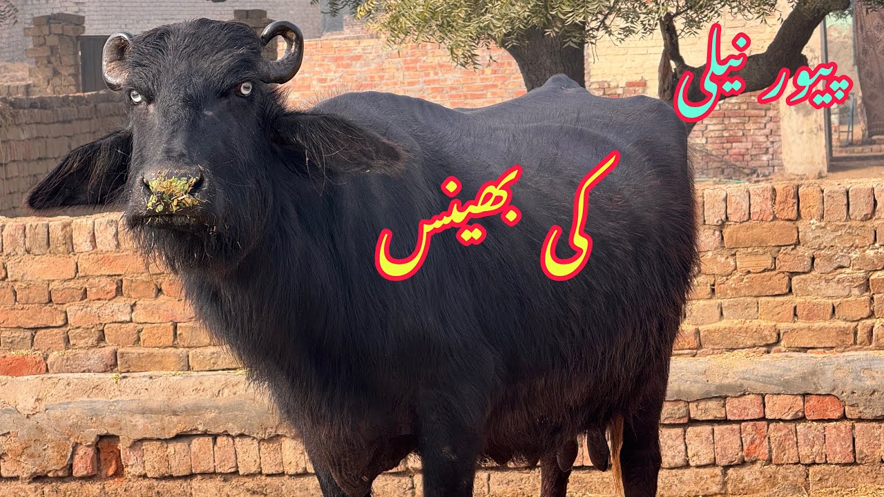 Pure Nilli high milking buffalo for sale in Punjab Pakistan on YouTube 16/01/2026￼