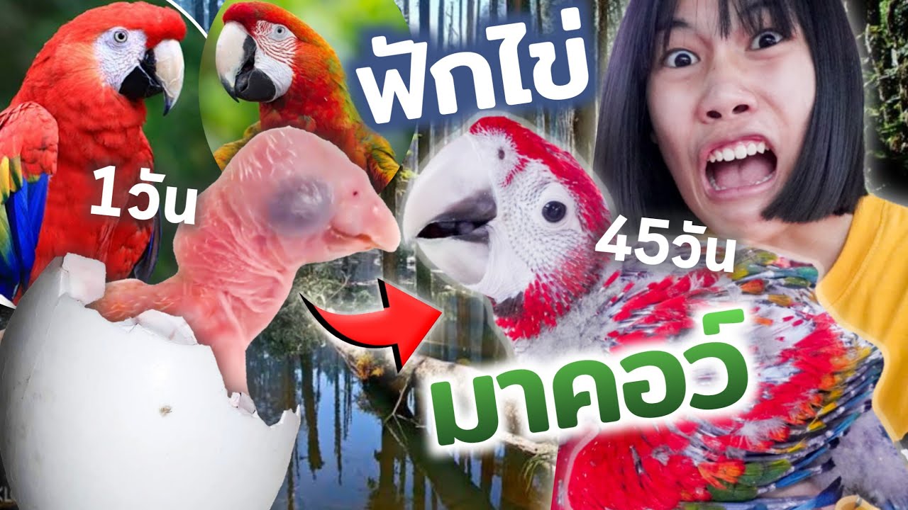 ฟักไข่นกเเก้ว(มาคอว์)สีเเดง!!! ราคา 100,000บาท!!! สมาชิกใหม่?? Ruby Macaw Growing up