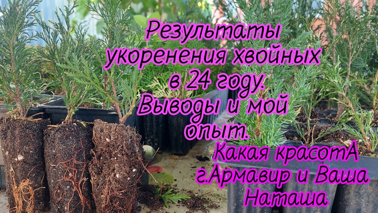 Результаты укоренения хвойных.Работаю с тем,что уже готово.28.06.24