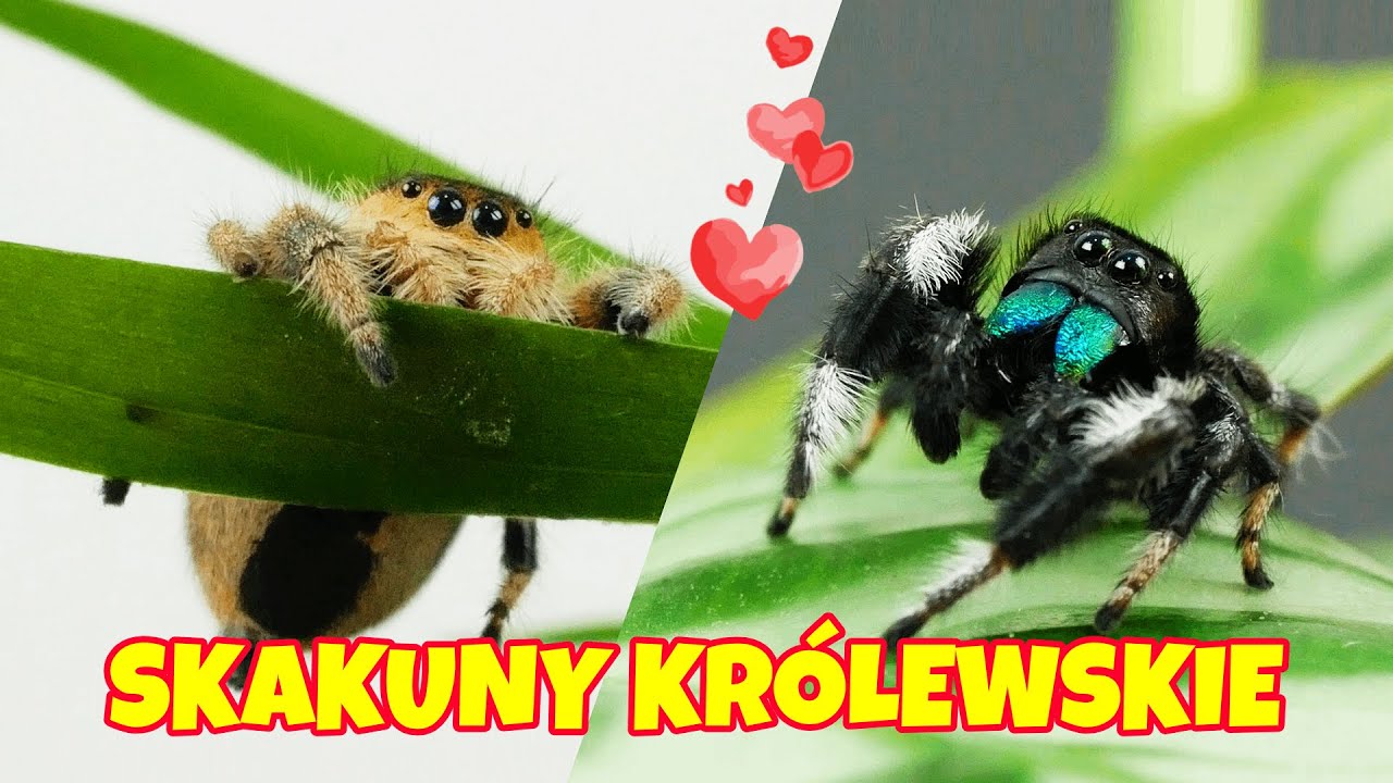 Skakuny królewskie Phidippus regius - jak hodować skakuna?