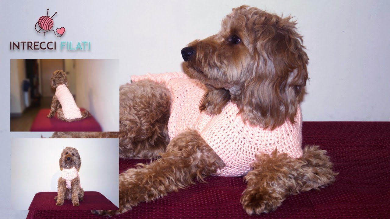 Uncinetto: cappottino cane🧶🐶🥰