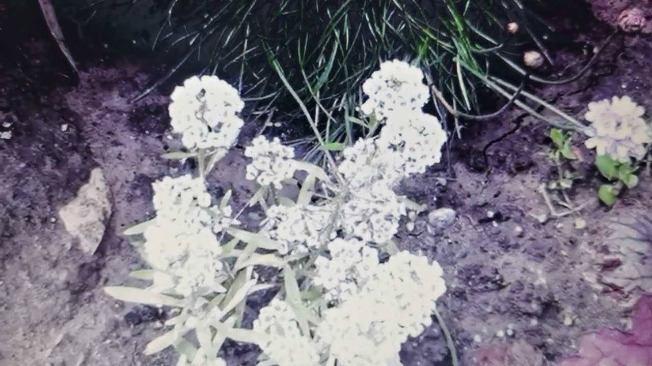 Цветы из семян.