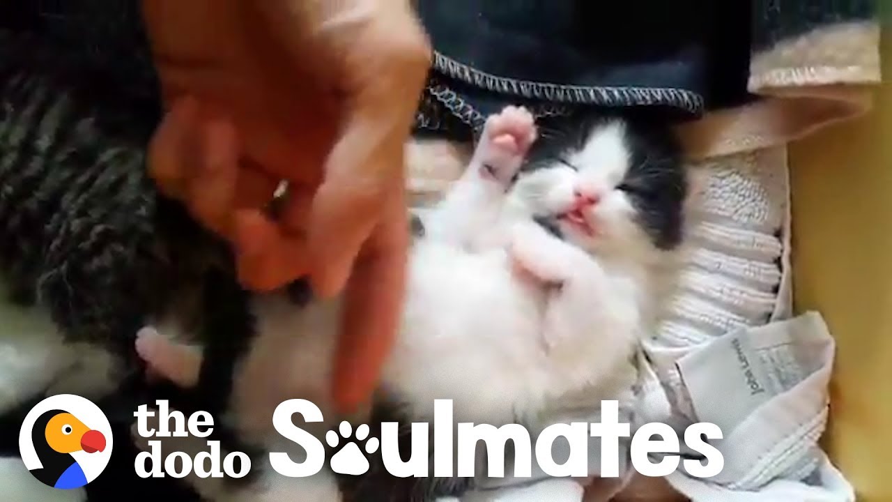 Pretty Stray Cat Gives Birth Under A Guy's Bed | The Dodo Soulmates