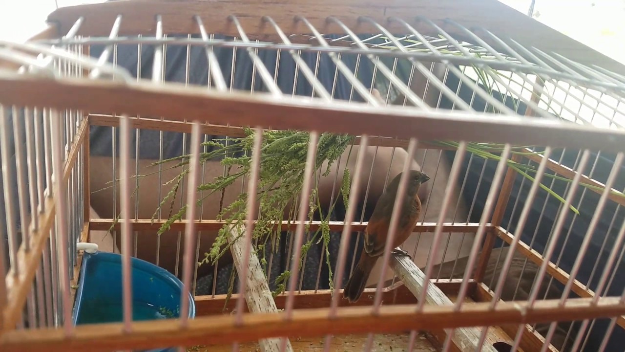My fire red bird whistle weet weet ( love hammock)