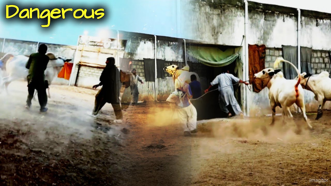 Dangerous Fatehjangi Bulls 2026 Sk Cattle Farm - Qurbani 2026 Collection - Cow Mandi 2026 - Qurbani