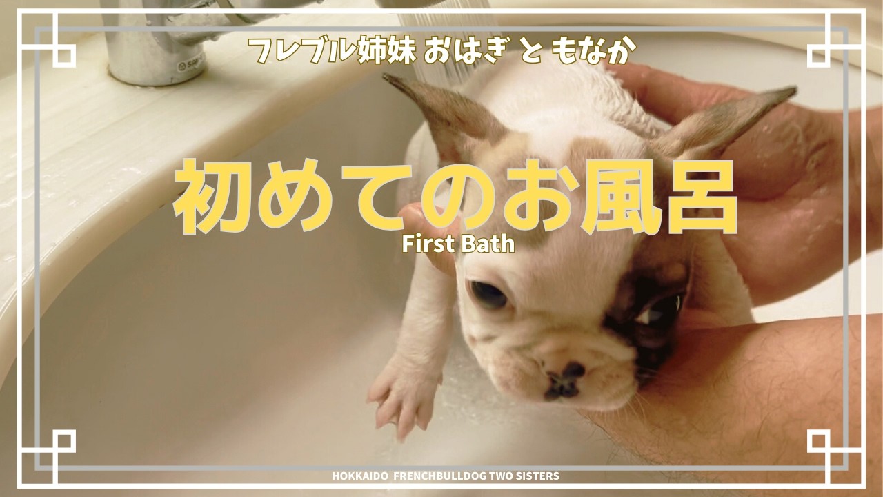 もなか初体験、おはぎは戦った｜A Day Full of Firsts | French Bulldog Sisters　#フレンチブルドッグ #フレブル #多頭飼い #犬のいる暮らし #北海道