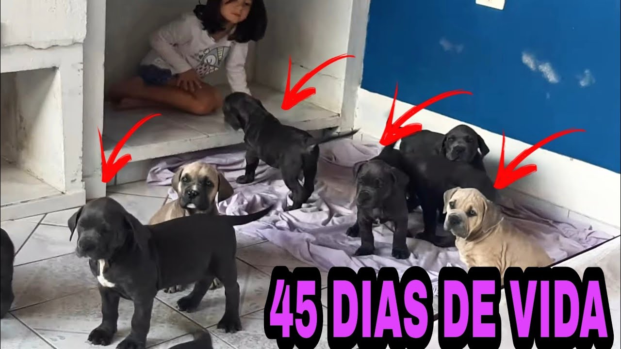 OBEDECENDO O LÍDER FILHOTES MAIS INTELIGENTES DO MUNDO