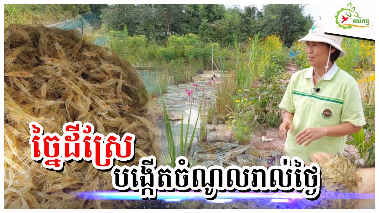 កែប្រែដីស្រែមកដាក់ចិញ្ចឹមកំពឹស លុយចូលរាល់ថ្ងៃ ទាបបំផុតក៏ ៥ម៉ឺនរៀលដែរ