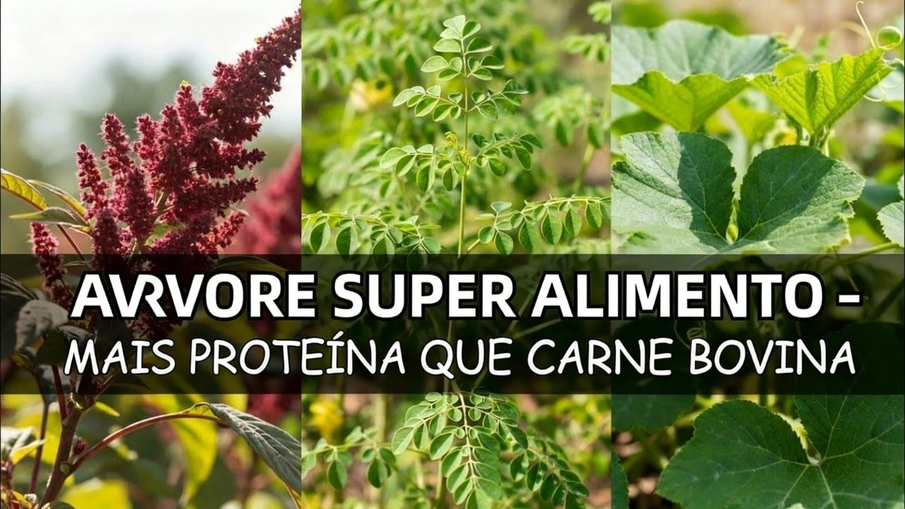 7 Plantas Superalimentos Com Mais Proteína Que Carne Bovina