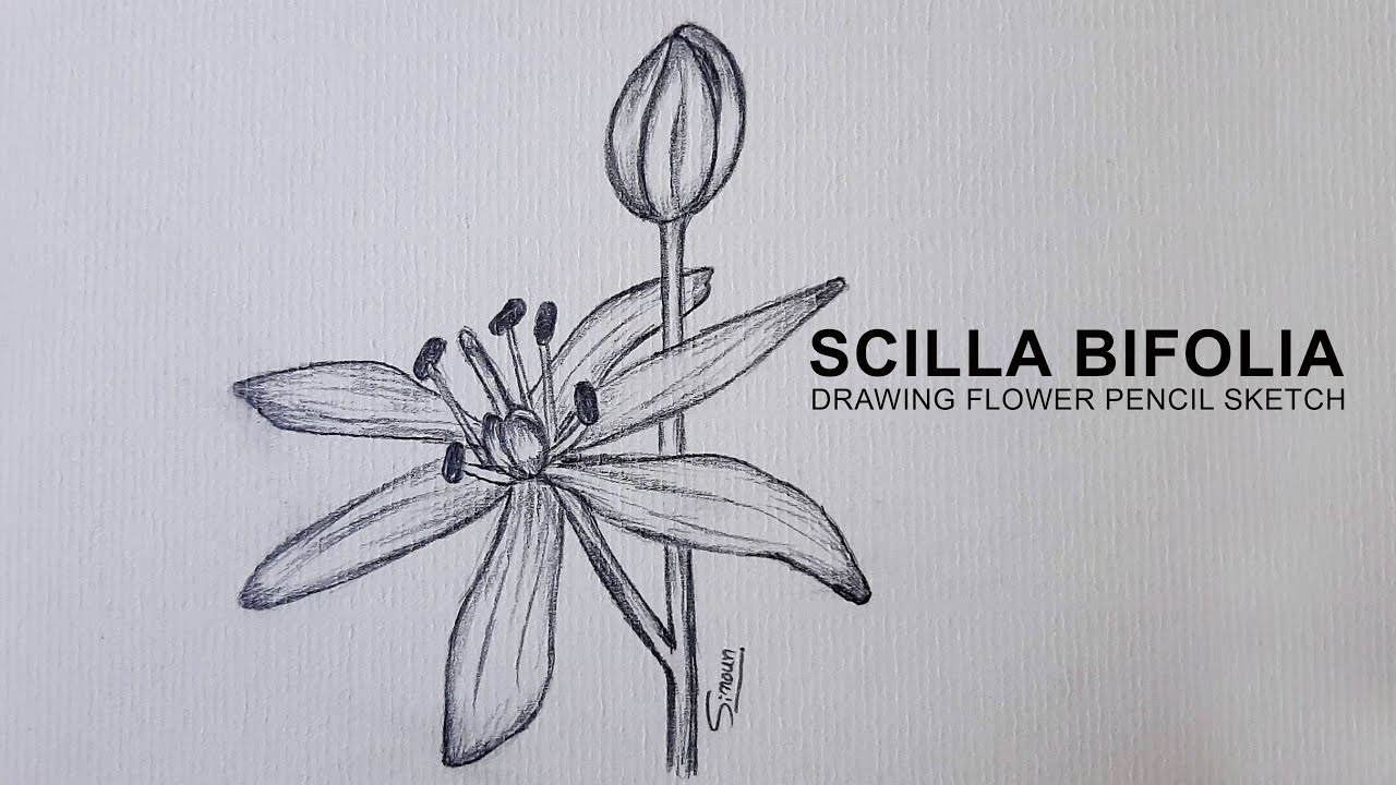 How to Draw Scilla Bifolia Flower Pencil Sketch | Sinoun Drawing