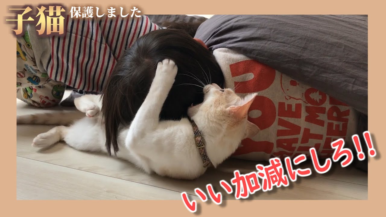 【猫おこ】堪忍袋の緒が切れた子猫の子供への反撃が容赦ない