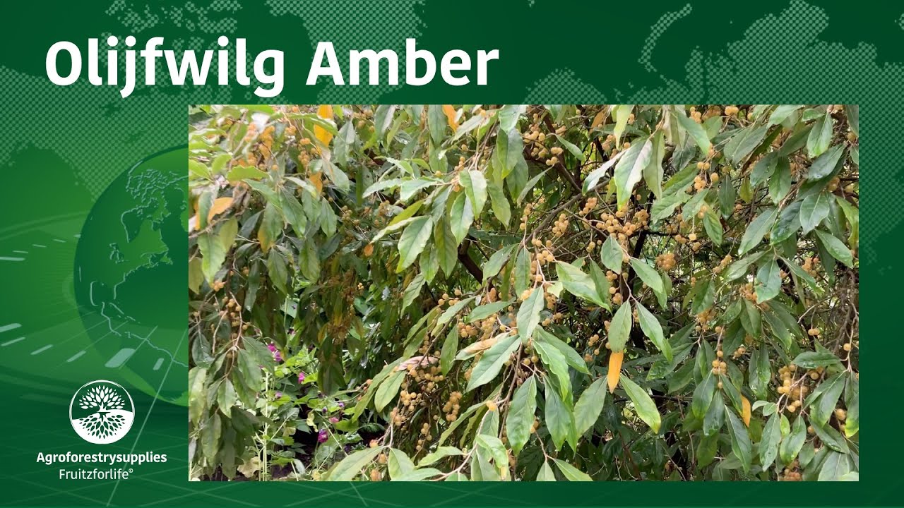Olijfwilg Amber deel 1/2