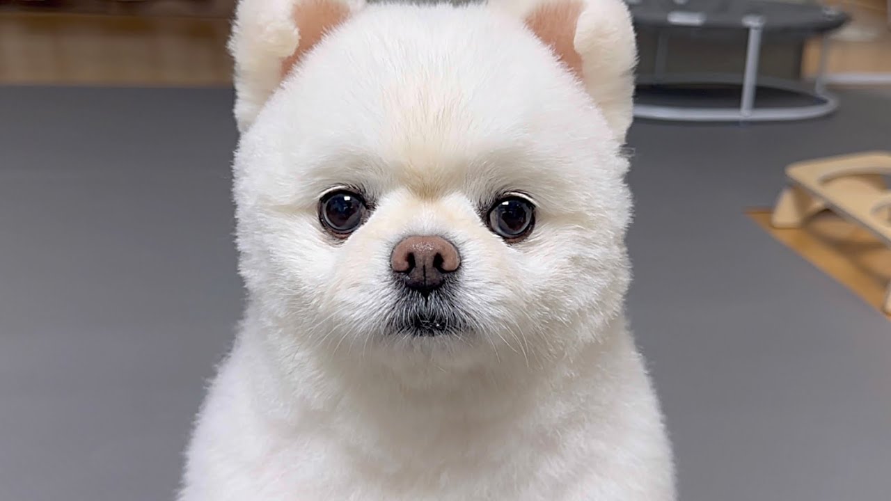 삶이 지루하다면 이 강아지를 하루만 키워 보세요..