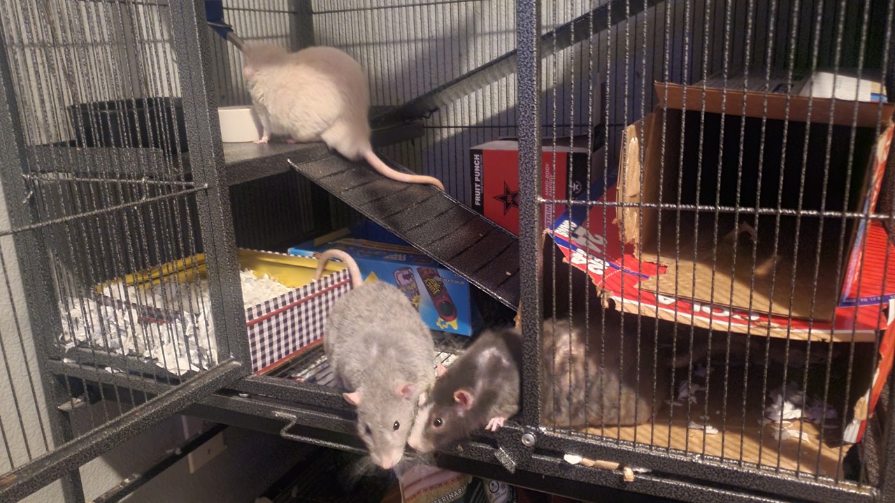 My Rats! (REUPLOAD FROM 2/16/25)