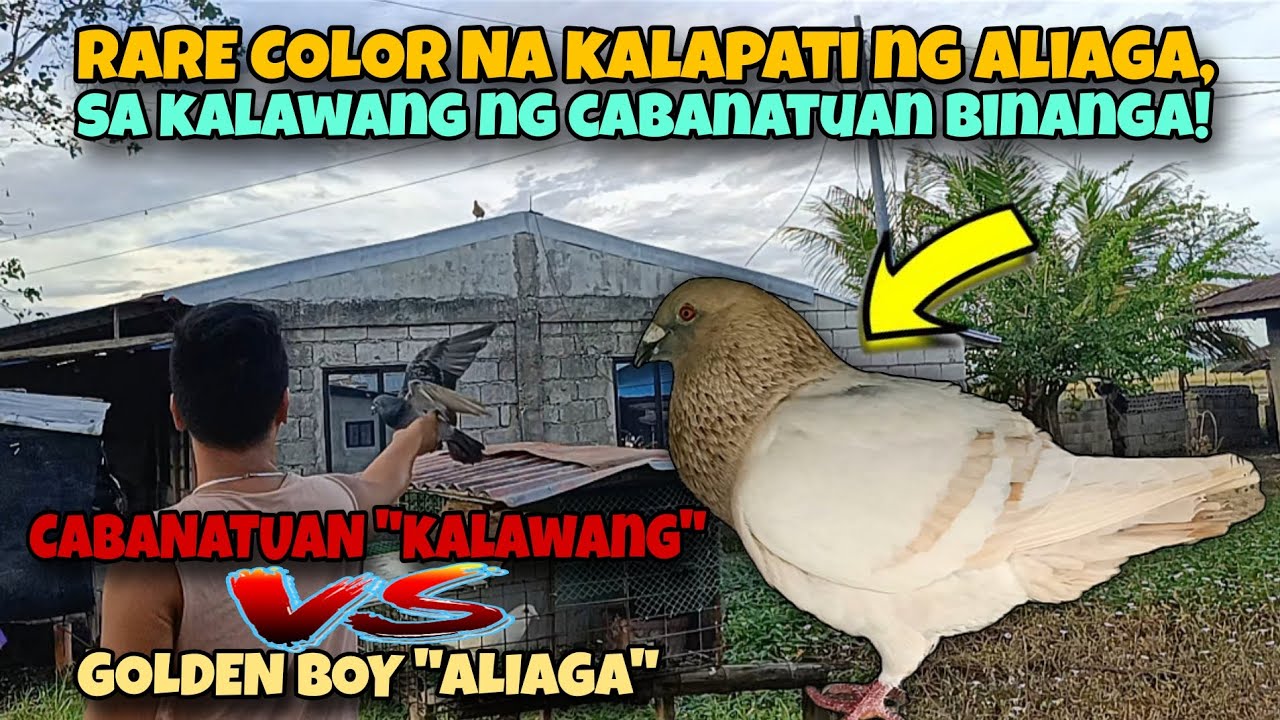 GOLDEN BOY VS KALAWANG | RARE COLOR NG ALIAGA LABAN SA PULA NG CABANATUAN | KARERA NG KALAPATI