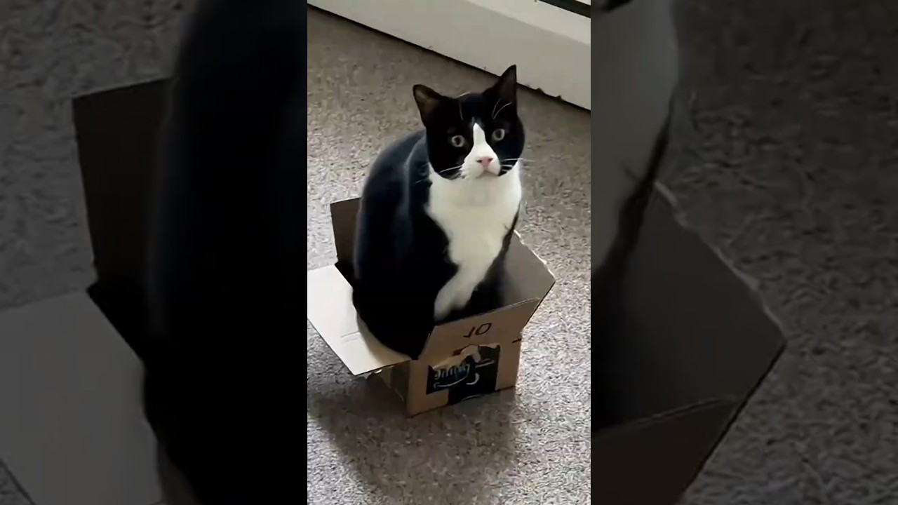 He Found the Perfect Cat Spot 😂