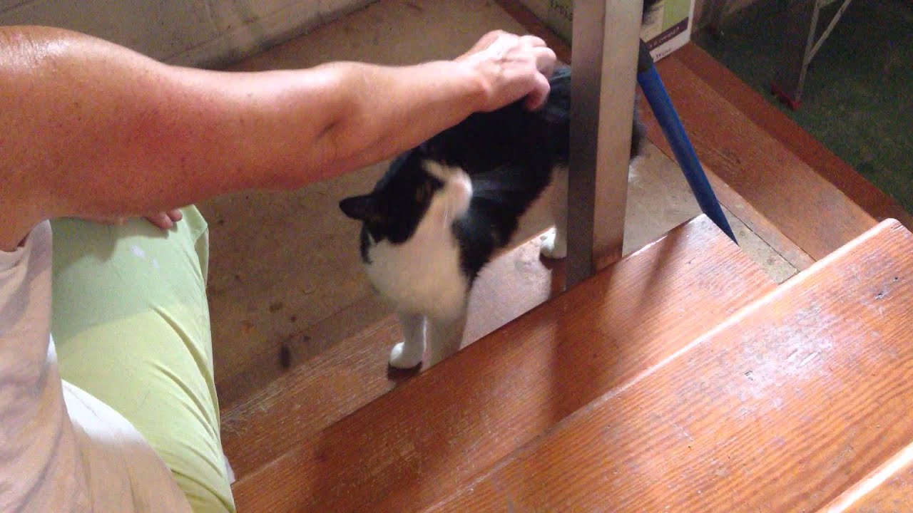 Video of Tulip