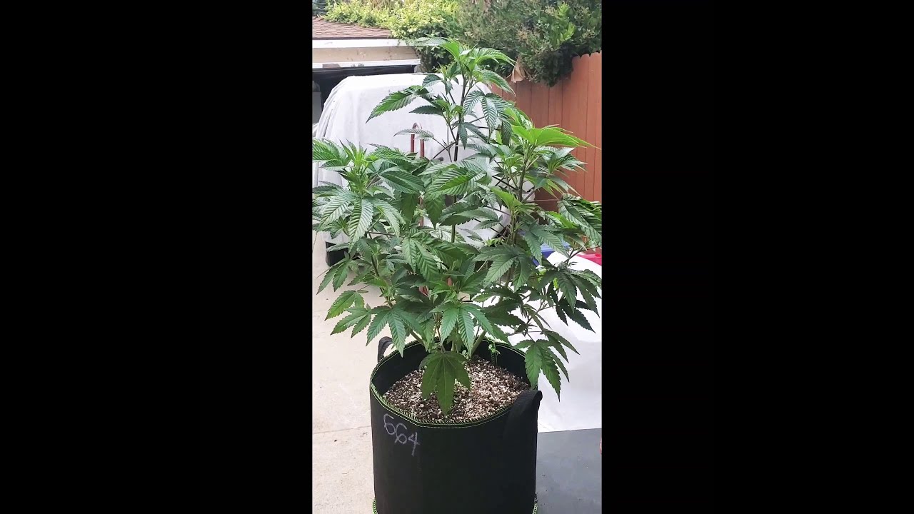 Transplanting into 30 gallon smart pot