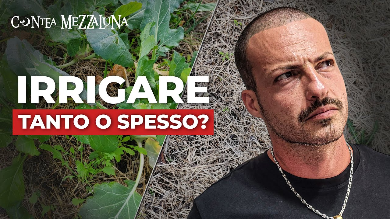 Meglio irrigare poco e spesso o tanto e raramente? Dopo anni di prove