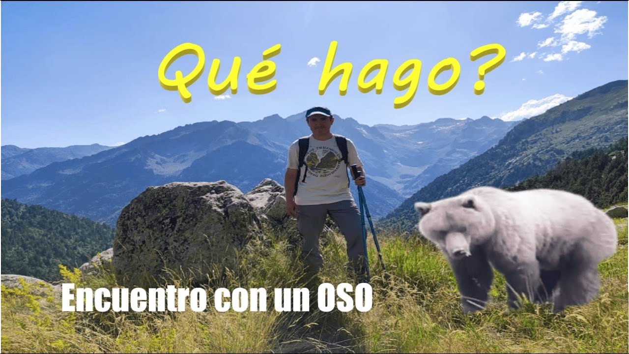 Qué hacer si nos encontramos un oso🐻?