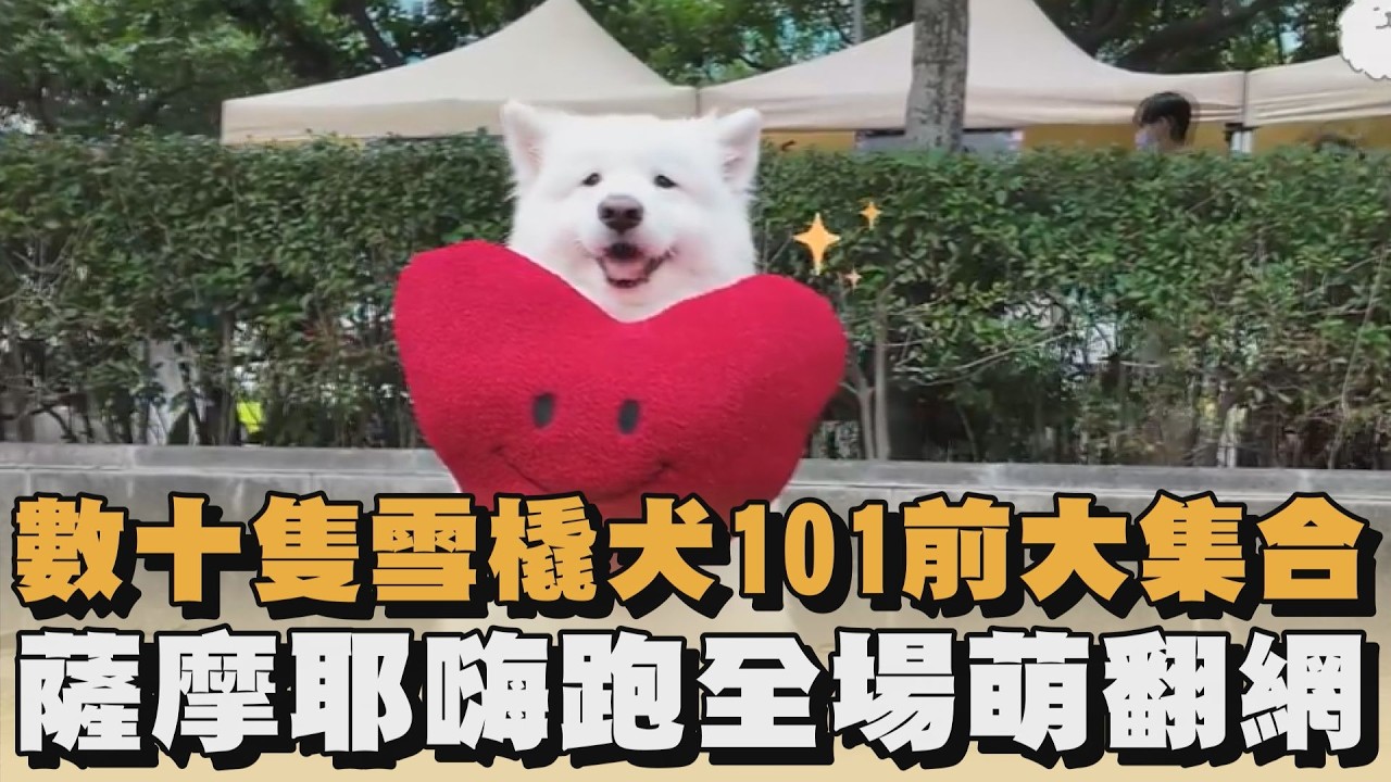 數十隻雪橇犬101前大集合　薩摩耶嗨跑全場萌翻網｜#全民話燒