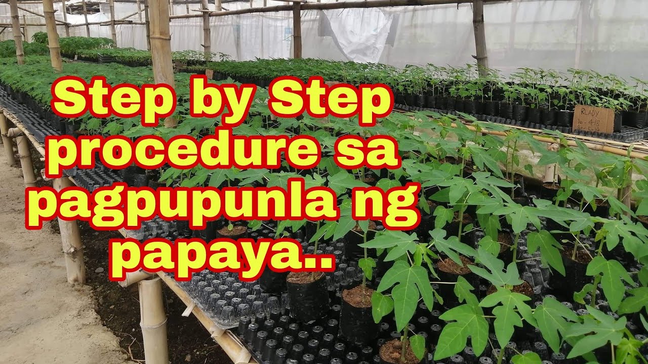 Paano mag-punla ng papaya..                         Step by step procedure sa pagpupunla ng papaya..