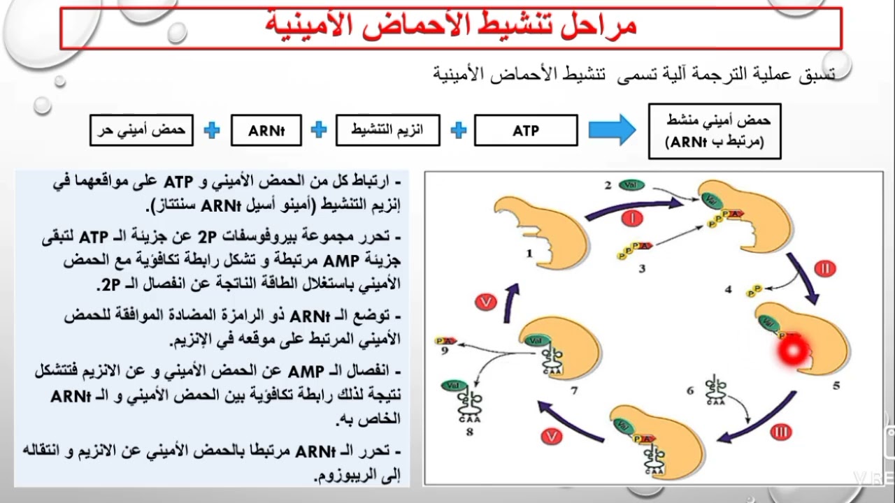 ملخص آليات تركيب البروتين الجزء الثاني والأخير بكالوريا