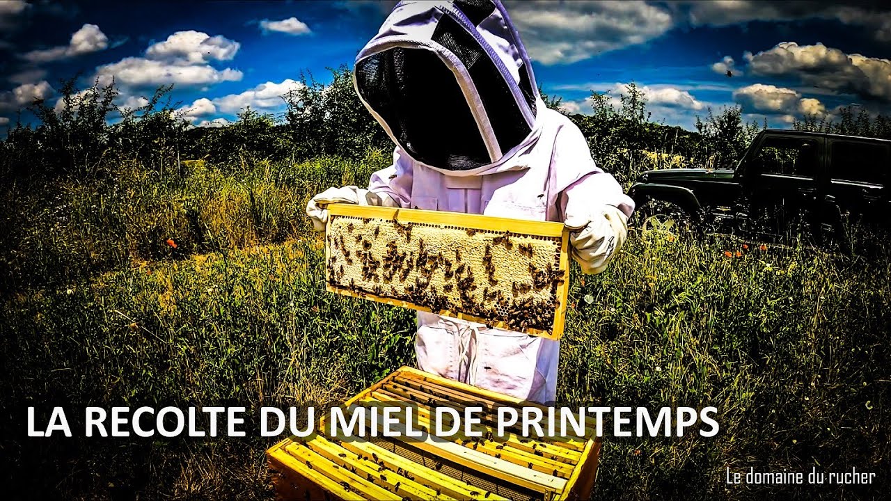 La récolte du miel de printemps