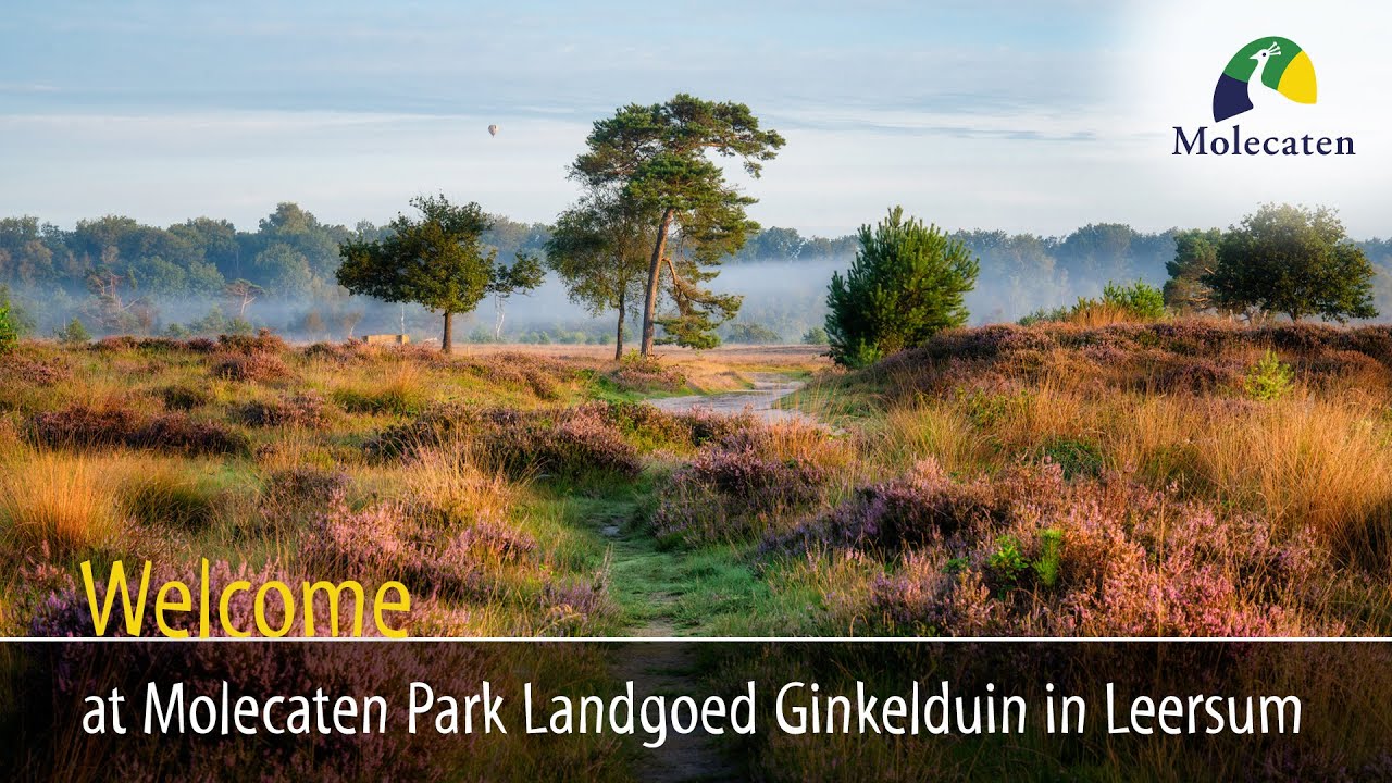 Welcome at Molecaten Park Landgoed Ginkelduin, Utrechtse Heuvelrug, Netherlands