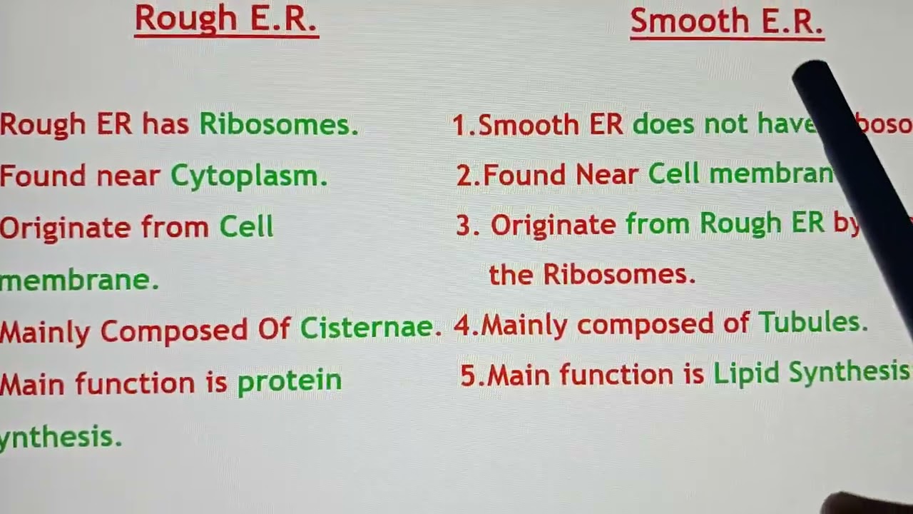 Difference between Rough and Smooth Endoplasmic reticulum