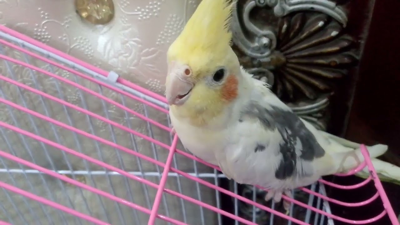 Beautiful cockatiel 
