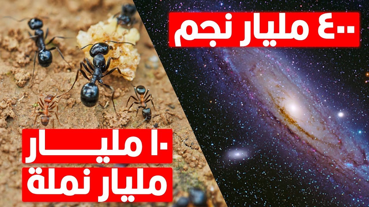 إزاى العلماء بيعدوا الحاجات اللى متتعدش زي النمل أو النجوم؟