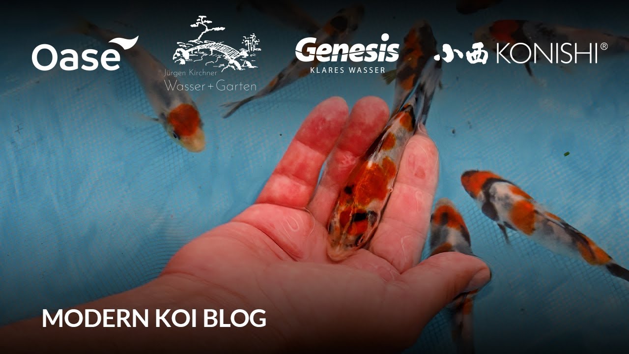 Modern Koi Blog #6311 - Live aus Japan: Die 2. Selektion einer neuen starken Showa-Linie