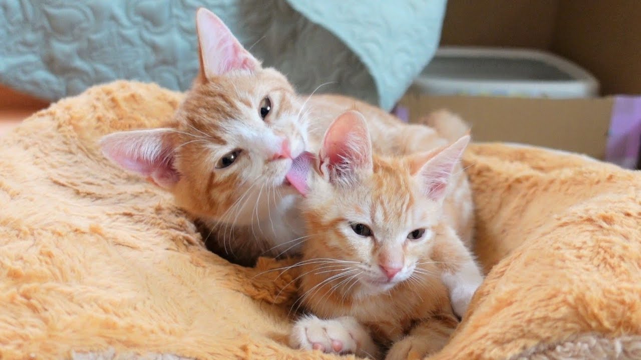 出会ったばかりの子猫を本当の弟のように可愛がる子猫【保護子猫】