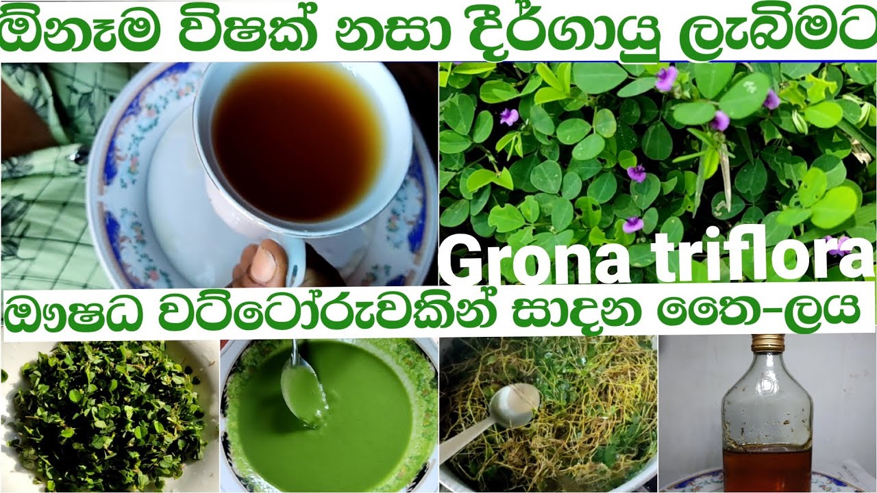 වෙද ගෙදරින් නීරෝගී භාවය සදහා රෝග නසා ලන /උදුපියලිය/udupiyaliya/Grona triflora | ikmanwga