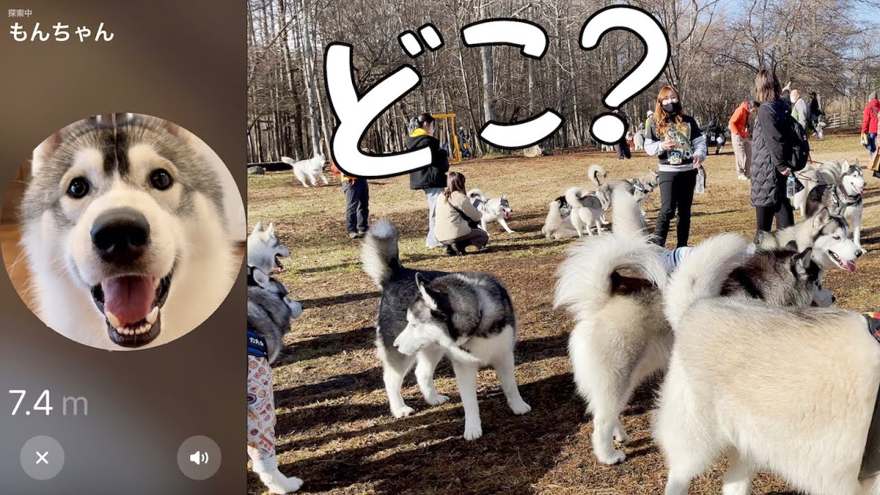「AirTag」使って合計２５４匹のハスキーから愛犬探したら...笑