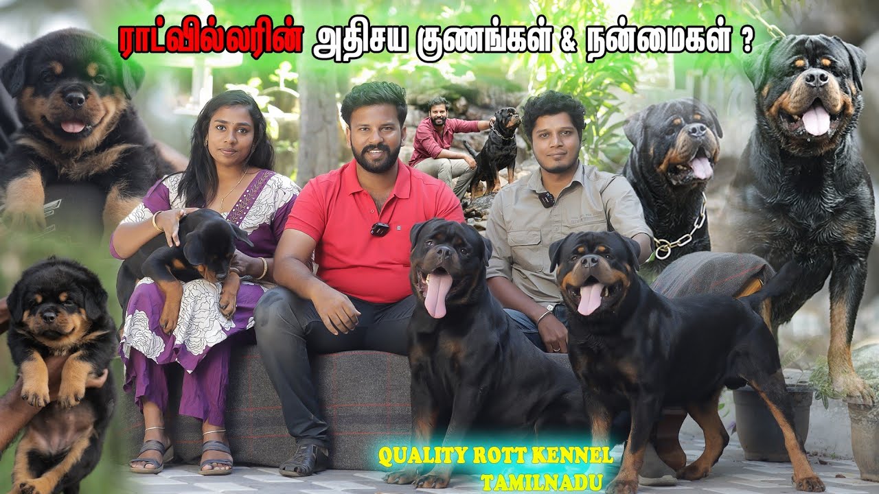 ROTTWEILER DOG KENNEL | ROTTWEILER PUPPIES | Dog kennel in Tamil Nadu 💢| Kanyakumari | Best Puppies