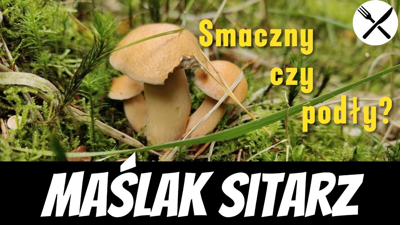 Maślak sitarz - smaczny! czy podły?!