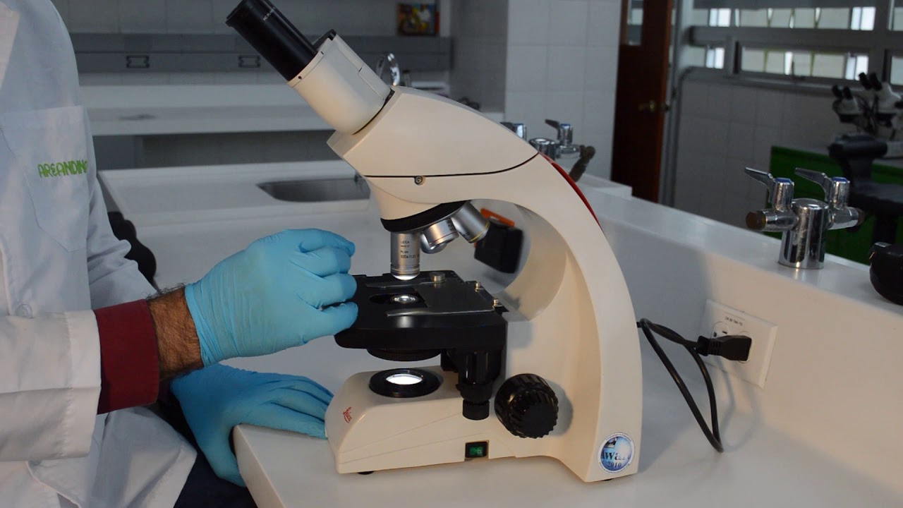 Manejo del Microscopio